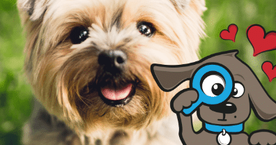 Wat zijn de kosten voor sterilisatie van je hond? • Tinki.nl